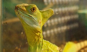 В Абаканском зоопарке поселились новые рептилии