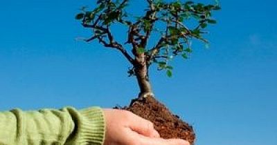 Посади дерево