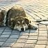 В Абакане появится приют для бездомных собак