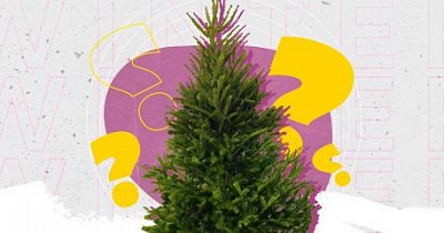 Где купить елку на Новый год – 2020 в Абакане и как ее выбрать